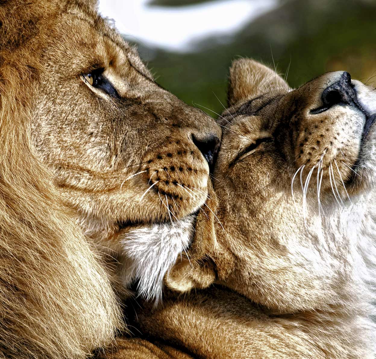 Poliamor en la selva: la infidelidad reina entre las fieras